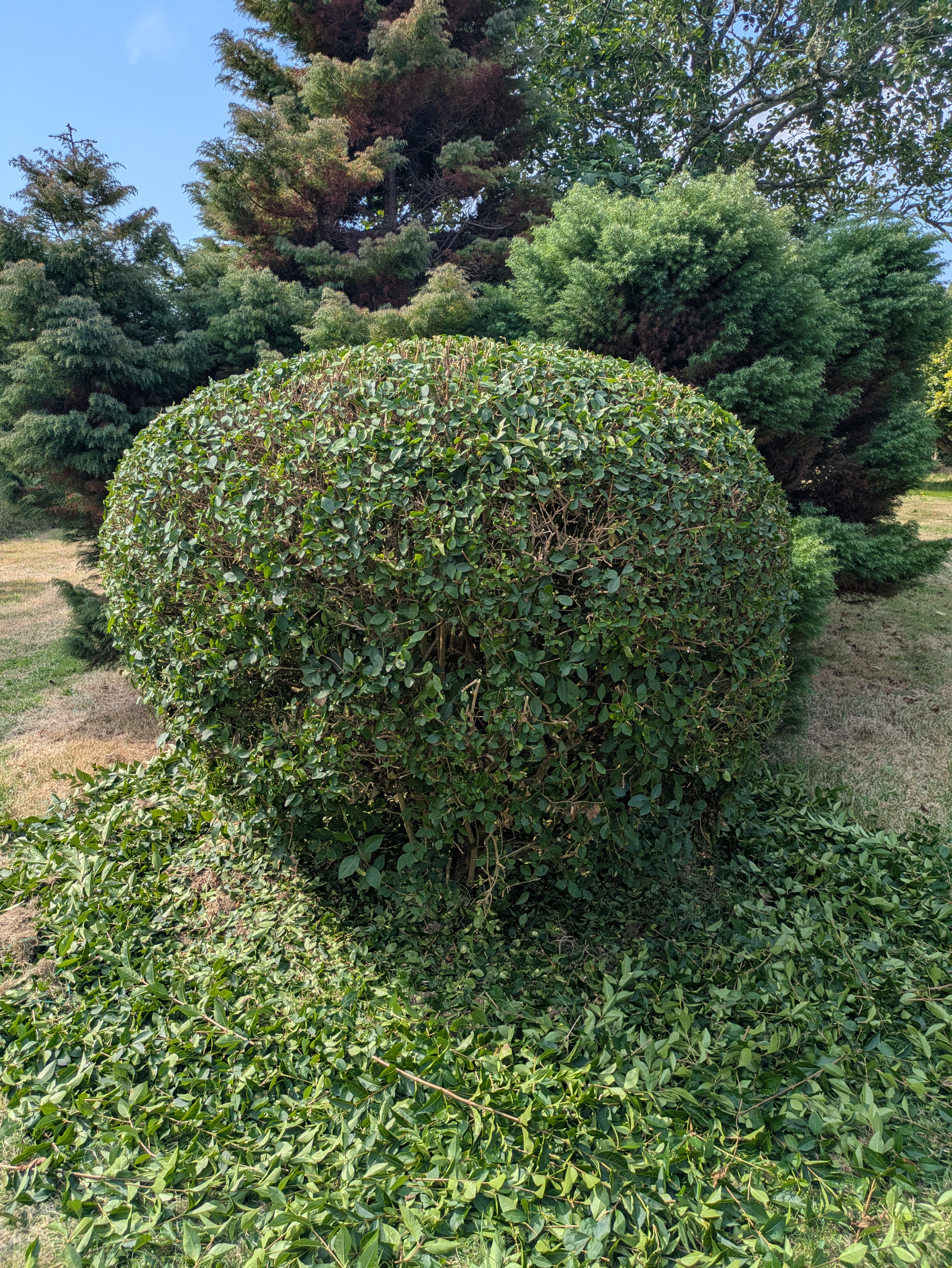 abattage arbre brest