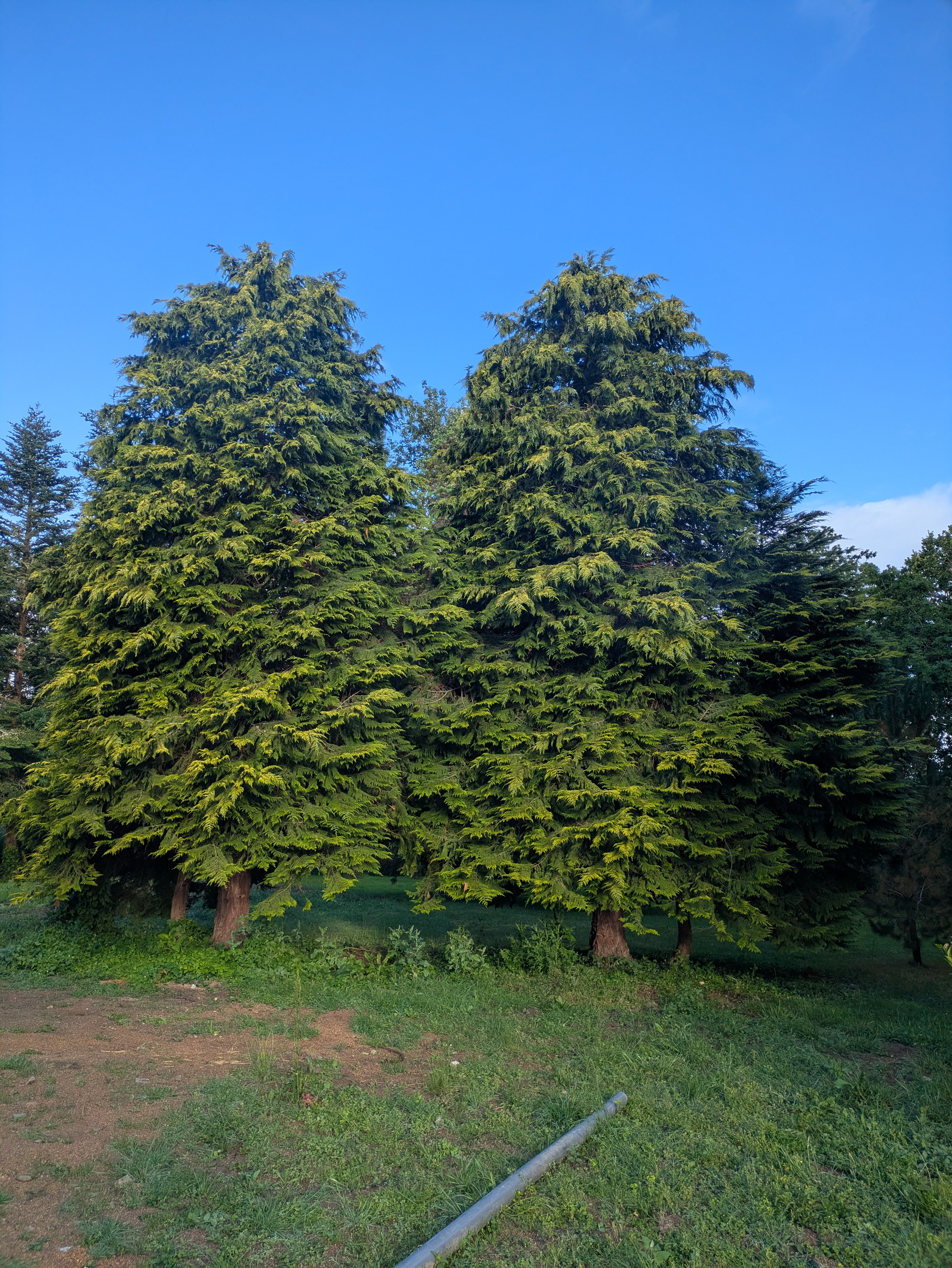 before-image
