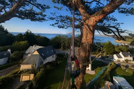 abattage arbre à Le Conquet - image 2