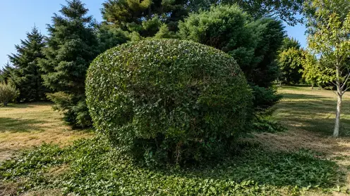 abattage arbre à Le Conquet - image 3