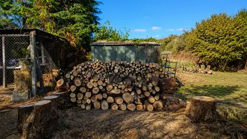 abattage arbre à Le Conquet - image 4