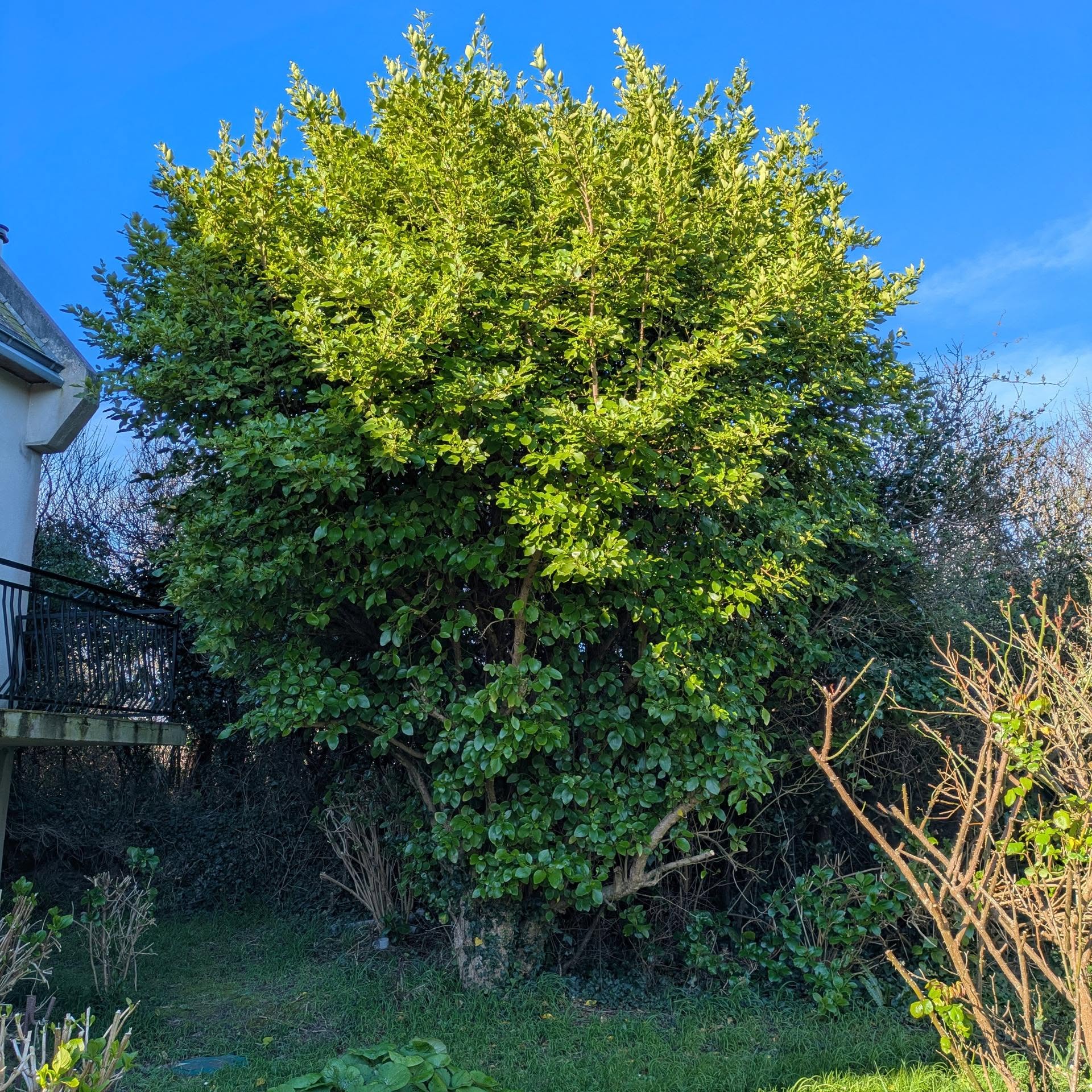 before-image