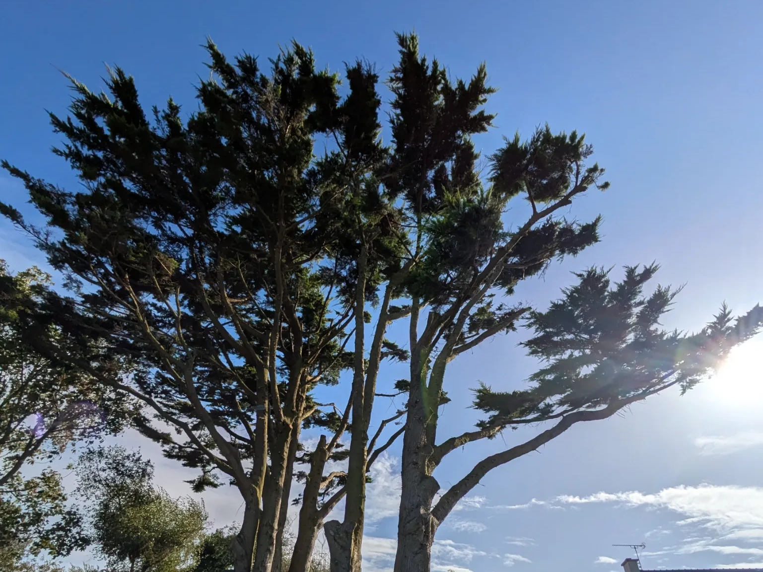 abattage arbre porspoder