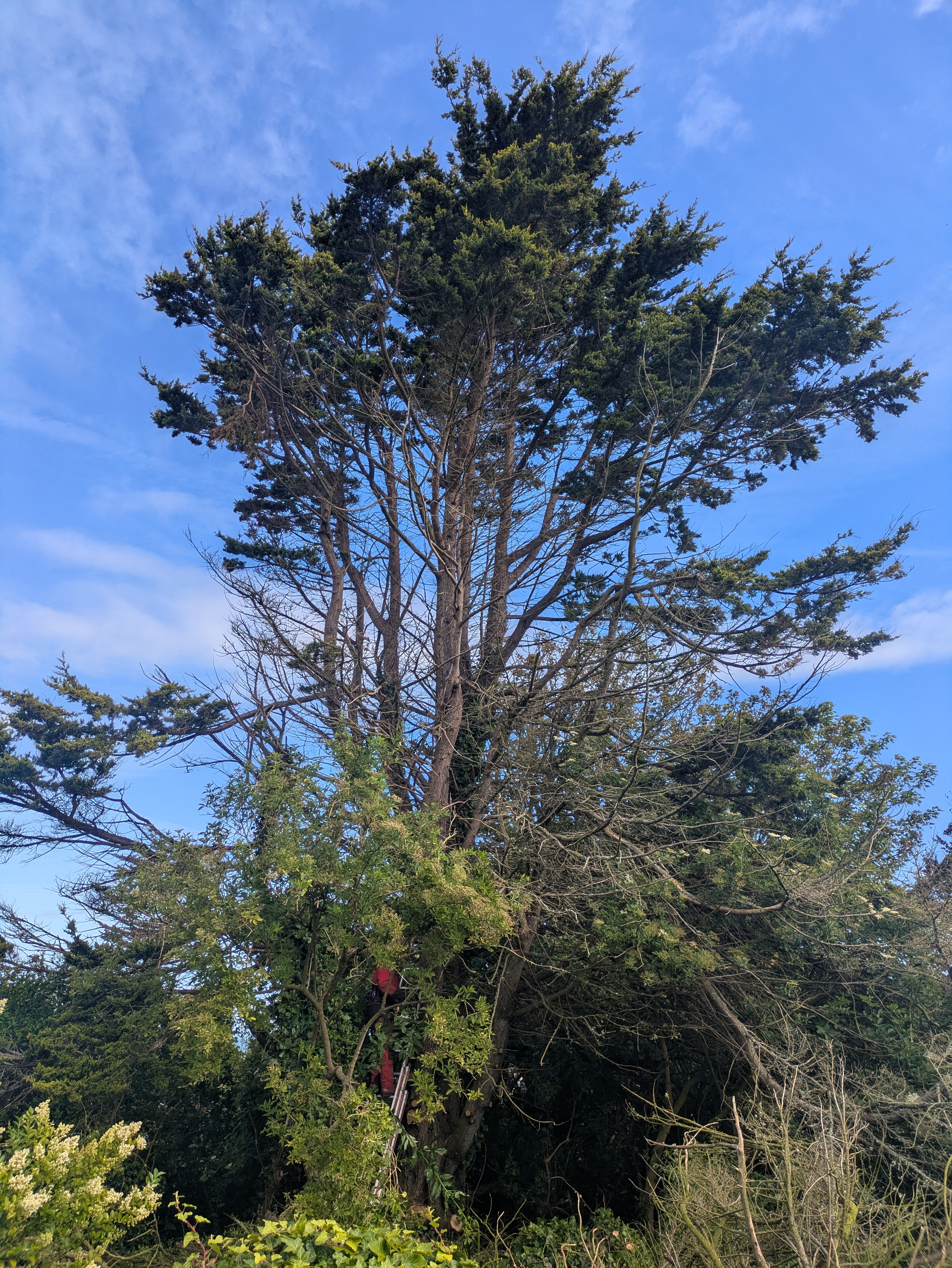 before-image
