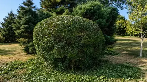 abattage arbre Porspoder-5