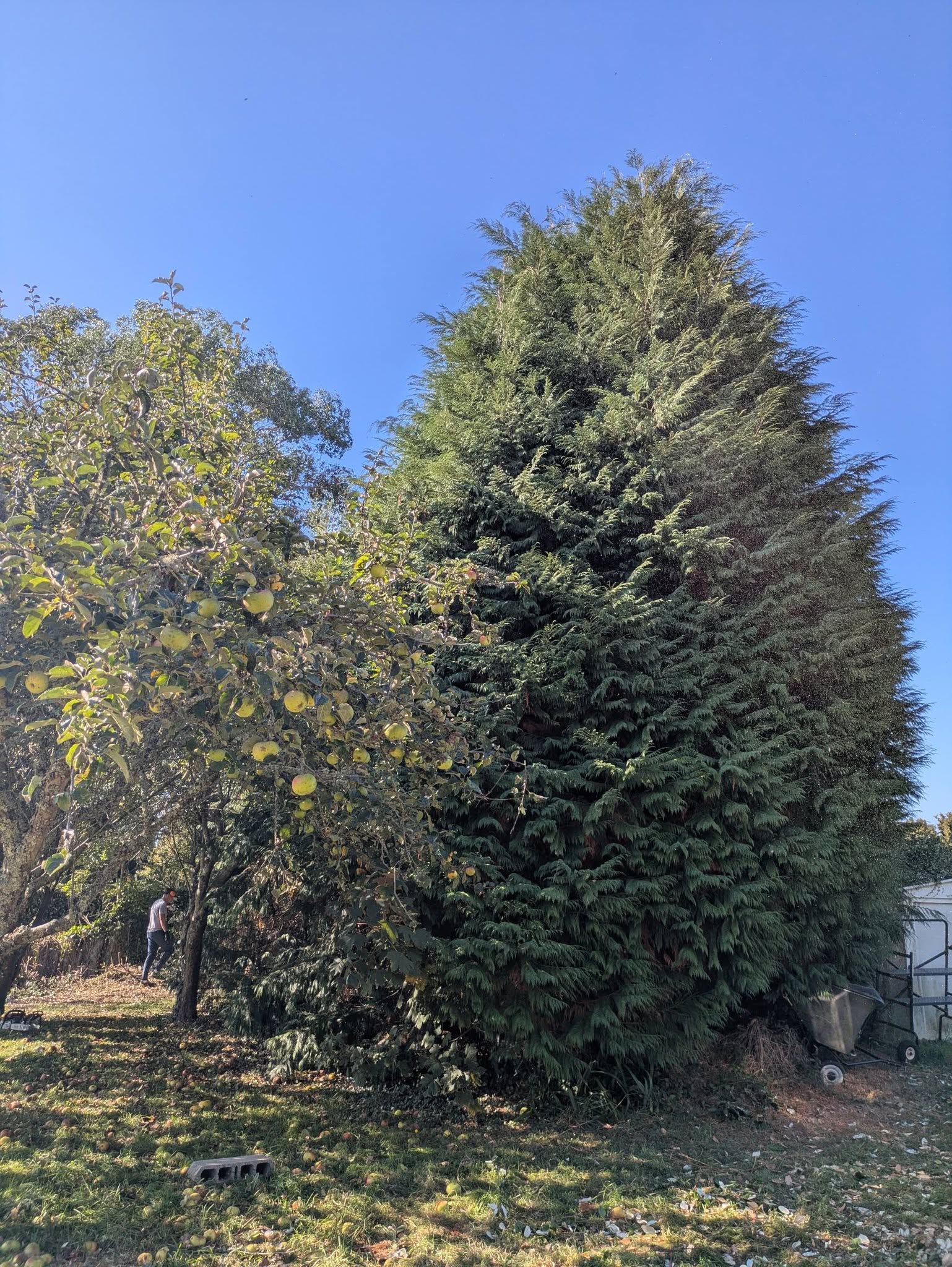 before-image