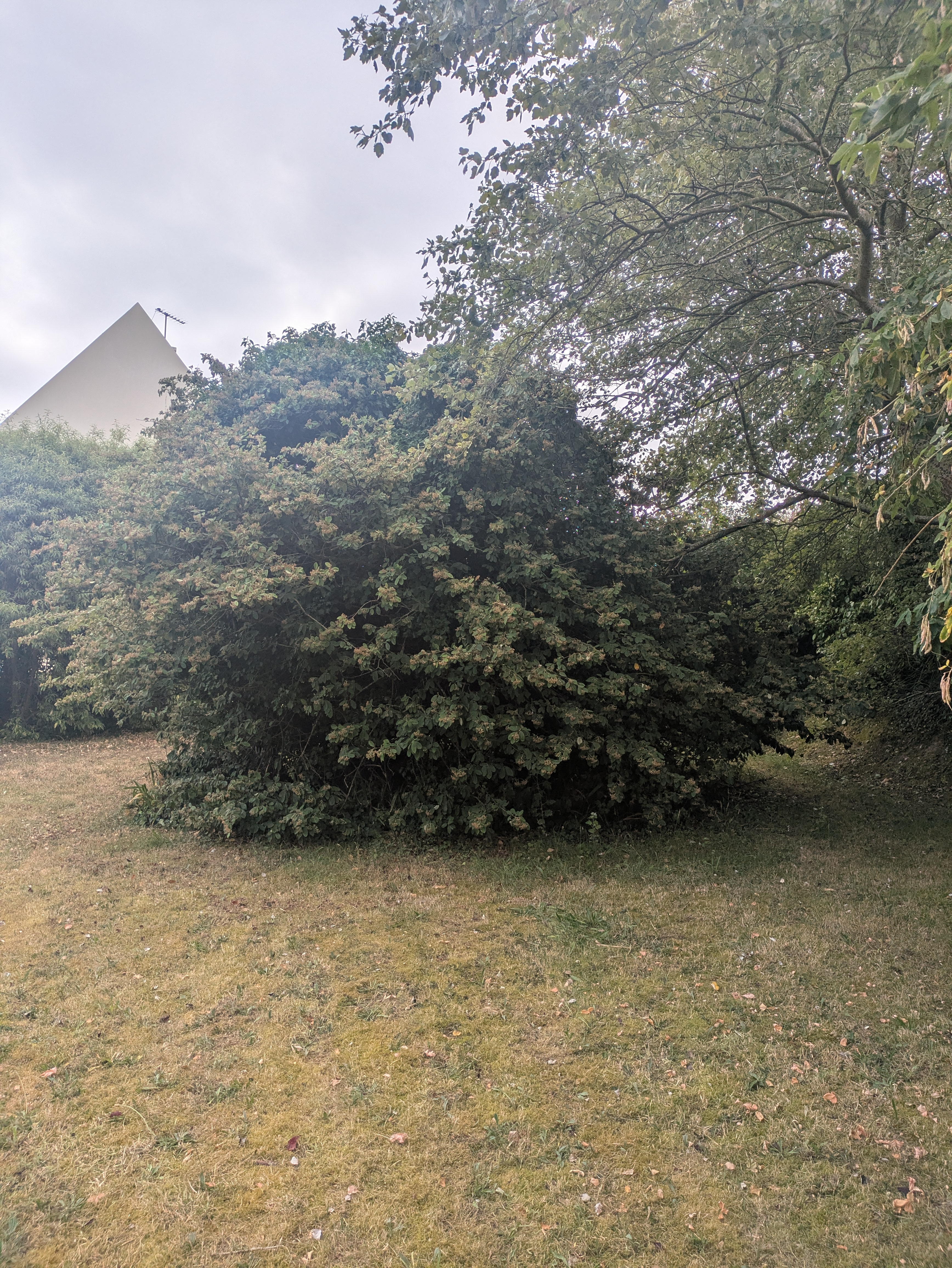 before-image