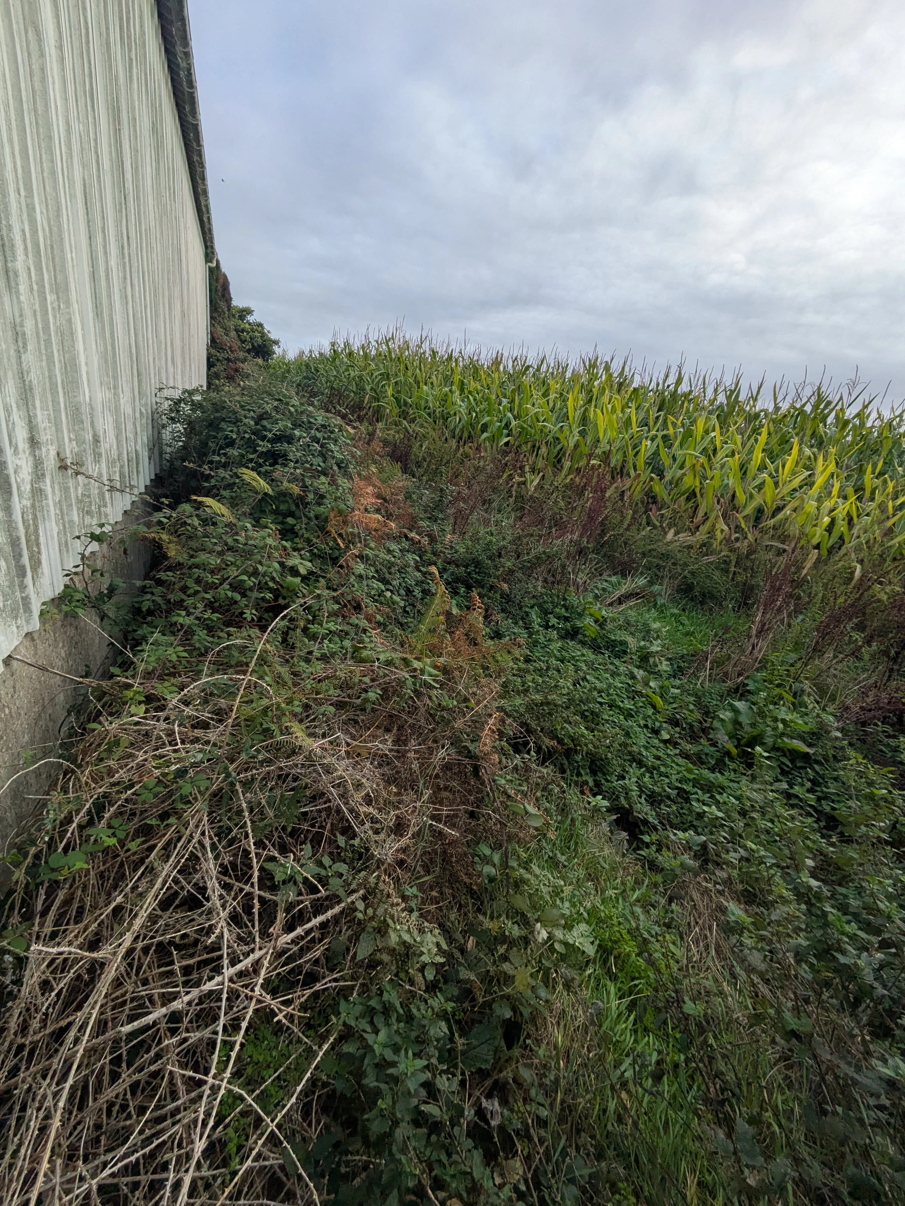 before-image